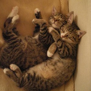 Geschwisterliebe Teil 1