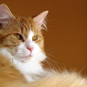 dieses foto ist jetzt im anifit-kalender 2012 zu sehen:-)