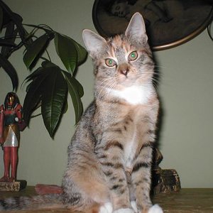 P1010035
Bin ich nicht schön? Mein Name ist Shiva.