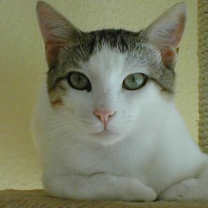 P5290079
Das ist Simba.