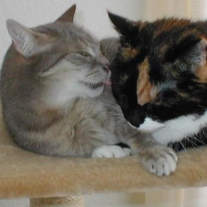 2005 5
Lizzy (verstorben) und Laila