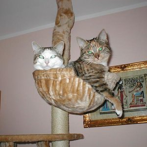 P1010045
Simba und Shiva hängen gerade ab.