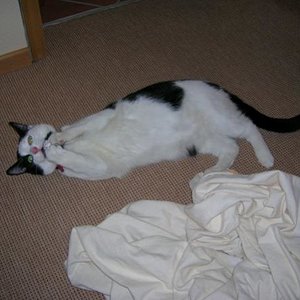 Spike beim Spielen mit einer Papierkugel