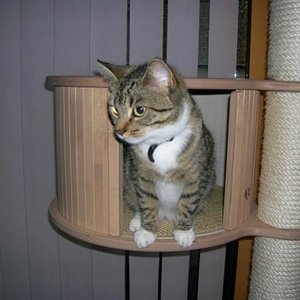 Tiga auf'm Kratzbaum