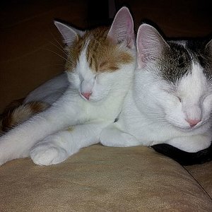 Mogli (rot/weiss) und Balou (schwarz/weiss) /  (Handyfoto)