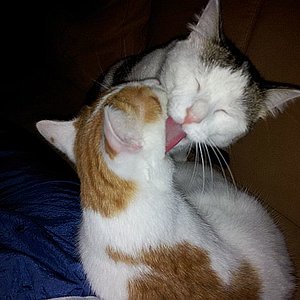 Mogli (rot/weiss) und Balou (schwarz/weiss) / (Handyfoto)