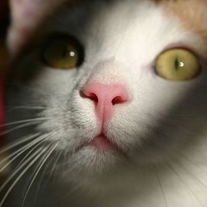 Die Augen sind der Spiegel der Seele