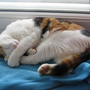 Lieblingsbeschäftigung