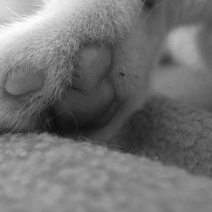 Das Sanfte ist wie ein Schmetterling;
 so zart und schön,
 so zerbrechlich und verletzlich.