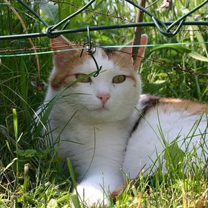 ICH bin hier der Boss! Und wenn du da durch willst, musst du erst bei mir vorbei...