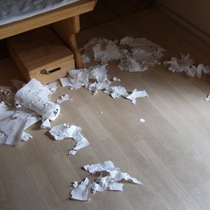 Temperamentsausbruch