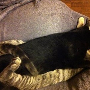 nebeneinander schlafen ist einfach zu langweilig