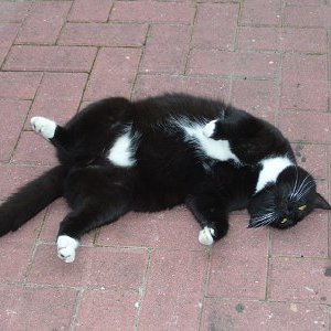 Henry, der Chef
eingeschläfert am 23.01.2017 wegen 
3. Schlaganfall im Alter von 17 Jahren