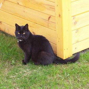 Carla (Kaztenoma, geb. 1996)
eingeschläfert alm 04.03.14 nach kurzer schwerer Krankheit