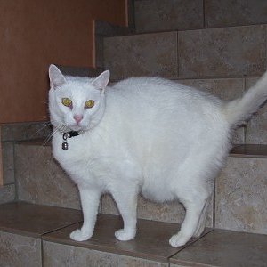 Felix, mein Moppel 
eingeschläfert am 22.04.16 wg. Herzmuskelentzündung