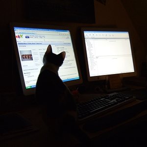 Nachts sind alle Katzen grau ...