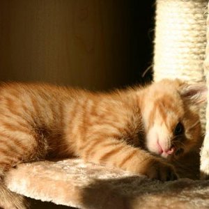 the very beginning... Loki