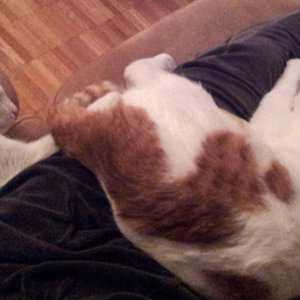 Wieder zu faul um TV zu schauen (Handyfoto)