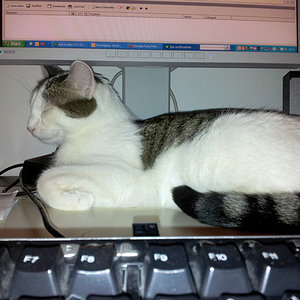 Will nicht mehr mitlesen... (Handyfoto)