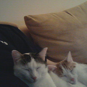 Da schaut nur einer TV (Handyfoto)