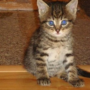 Simba (6 Wochen alt)