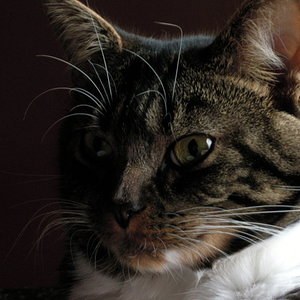 Mein schönes Männlein