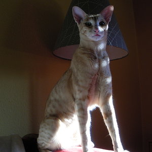 Ein stattlicher Kater!