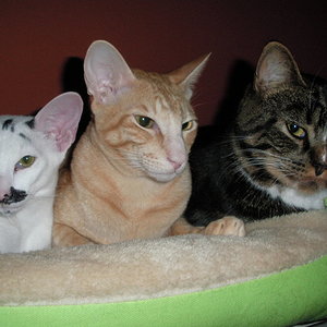 Die Drei von der Tankstelle!