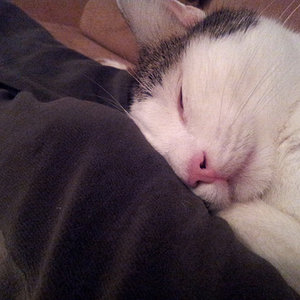 Das zweitletzte Foto von Balou...