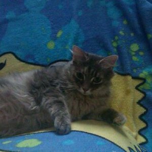 leila lebt seit 4 jahren bei mir ist eine mischling