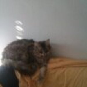 leila liebt es zu schlafen und schmussen in der früh am schoss.