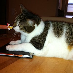 Unsere Missy (Zugang Aug 2011)
Als sie kam, hatte die Ärmste 7,6! kg - jetzt hat sie nur 5,9, Tendenz weiter fallend :-)