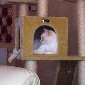 Unser Copito (Geb.dat.: 04/2009)