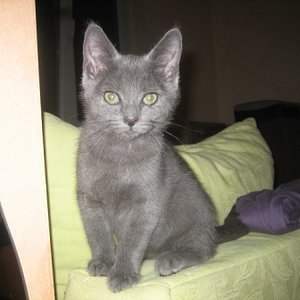 unsere Bella ~ geb. am 06.06.11
unser Belli-Mäuschen