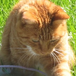 Unsere Findi wurde leider nur 7 Jahre alt ~ sie lebt in unseren Herzen weiter :-)