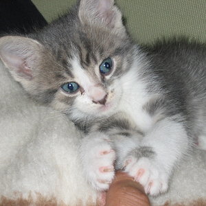 Baby-Billy mit ca. 4 Wochen