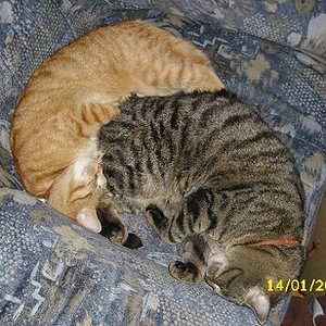 Maya (rotschopf) x)
Dschingis (Digggär)