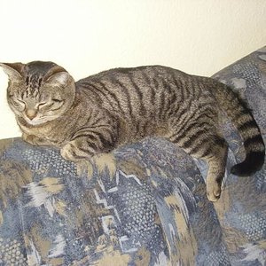 Mein "guter Dschinigs "