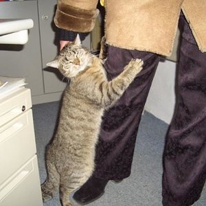 Fredi begrüßt jeden freundlich im Büro