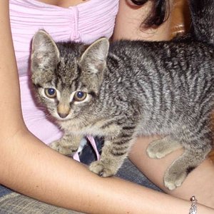 eine menschliche und eine kätzische Tochter