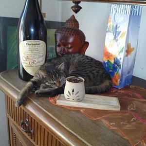 Simone als Dekokatze