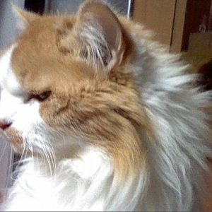 DIEANGST SITZT UNS IM NACKEN.WIRD ER SEIN AUGENLICHT ZURÜCK BEKOMMEN ZUR ZEIT FLIEßEN VIELE TRÄNEN HIER