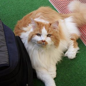 ronny  !/ JAHRE ALT:UND BIS VOR KURZEM TOP FIT