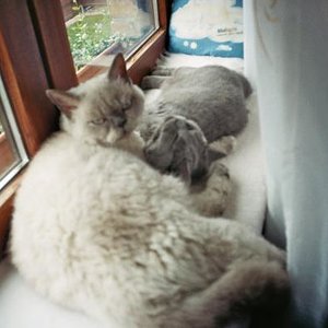 Hi!,ich bin hier der Chef!!!!mein Name?Sunshine oder auch Sunny genannt!.