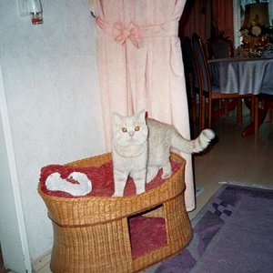 Hi!,und ich bin der Bruder vom Chef!,Cookie ist mein Name.