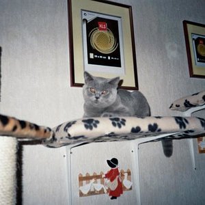 Moin,moin,Ich bin klein Isis,Eine BKH und Miss of Universum 2011!.