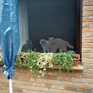 Moin,moin, es grüßt das fröhliche Trio aus Oldenburg!.