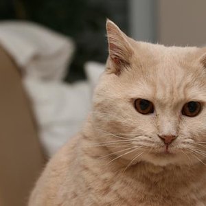 Humpel, mein Sorgenkater