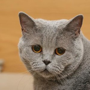 Mömi-Maus, coolste Katze der Welt