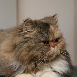 Lucy, unser Persermädchen aus Spanien